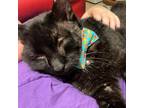 Adopt Beef Cheeks a Black (Mostly) Domestic Shorthair / Mixed (short coat) cat