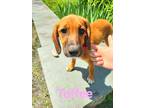 Adopt Toffee a Tan/Yellow/Fawn Hound (Unknown Type) / Mixed dog in Argyle