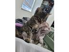 Adopt Taiga a Tiger Striped Domestic Shorthair (short coat) cat in Clearfield