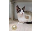 Adopt Bonnie a Tan or Fawn Snowshoe / Domestic Shorthair / Mixed cat in