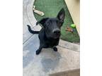 Adopt Echo a Black German Shepherd Dog / Mixed dog in San Diego, CA (34759716)