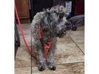 Adopt Grooper a Gray/Blue/Silver/Salt & Pepper Poodle (Miniature) / Mixed dog in