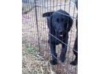 Adopt Zeus a Black Labradoodle / Labrador Retriever / Mixed dog in Bryant