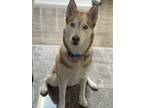 Adopt Mishka a Red/Golden/Orange/Chestnut - with White Husky dog in Fallbrook