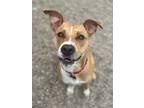 Adopt Lilo a Tan/Yellow/Fawn - with White Boxer / Mixed dog in St.
