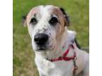 Adopt Jeca a Brown/Chocolate Shepherd (Unknown Type) / Mixed dog in Ballston