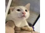 Adopt Pizza Steve a White Domestic Shorthair / Domestic Shorthair / Mixed cat in