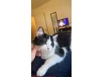 Adopt Momo a Black & White or Tuxedo Domestic Longhair (medium coat) cat in