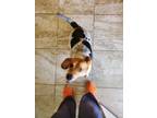 Adopt Molly a Tricolor (Tan/Brown & Black & White) Beagle / Mixed dog in Ocean