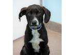 Adopt Reston a Black Bluetick Coonhound / Mixed dog in South Elgin