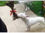 Adopt Tuko a White Bull Terrier / Mixed dog in Woodland, CA (34743605)