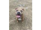 Adopt Chico a Tan/Yellow/Fawn - with White American Staffordshire Terrier /