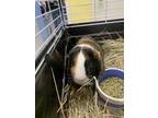 Adopt Milo a Black Guinea Pig / Guinea Pig / Mixed small animal in Lowell