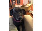 Adopt Walnut a Black - with White Labrador Retriever / Greyhound / Mixed dog in