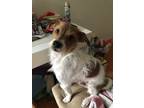 Adopt Eli a White - with Red, Golden, Orange or Chestnut Jack Russell Terrier /