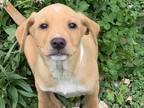 Adopt Oriole in CT a Tan/Yellow/Fawn - with White Boxer / Labrador Retriever /