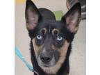 Adopt Luna a Siberian Husky / Mixed dog in Sioux City, IA (34758974)
