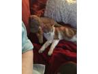 Adopt Fred & Barney a Orange or Red Tabby American Shorthair / Mixed (short
