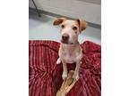 Adopt Cookie a Tan/Yellow/Fawn Labrador Retriever / Mixed dog in Howell
