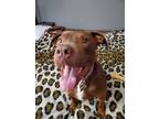 Adopt Bella a Brown/Chocolate Labrador Retriever / American Pit Bull Terrier /