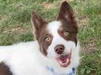 Adopt Finn a White Australian Shepherd / Mixed dog in Boulder, CO (34758633)