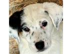 Adopt Cameron a White - with Black Australian Shepherd / Labrador Retriever /