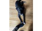 Adopt Ellie a Black - with Tan, Yellow or Fawn Labrador Retriever / Mixed dog in