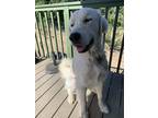 Adopt Jackson a White Great Pyrenees / Mixed dog in Camarillo, CA (34741200)