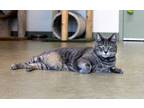 Adopt Fuzzy a Gray or Blue Domestic Shorthair / Domestic Shorthair / Mixed cat