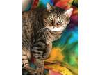 Adopt Keeley a Brown Tabby Domestic Mediumhair / Mixed (medium coat) cat in