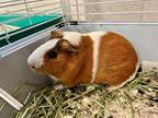 Adopt TWIXY a Orange Guinea Pig / Guinea Pig / Mixed small animal in Frederick