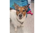 Adopt Jace a White Jack Russell Terrier / Mixed dog in Cooperstown