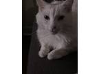 Adopt Cooper a White American Shorthair / Mixed (medium coat) cat in Jersey