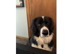 Adopt Arlo a Black - with White Great Pyrenees dog in Broadalbin, NY (34758311)