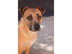 Adopt Letty a Shepherd (Unknown Type) / Catahoula Leopard Dog / Mixed dog in