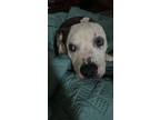 Adopt Brody a White - with Gray or Silver American Staffordshire Terrier /