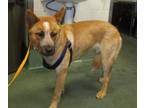 Adopt Bean a Australian Cattle Dog / Mixed dog in Raleigh, NC (34758323)