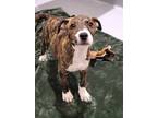 Adopt Allie a Brindle Labrador Retriever / Mixed dog in Howell, MI (34758421)