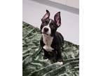 Adopt Arnold a Black Labrador Retriever / Mixed dog in Howell, MI (34758422)