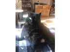 Adopt Melissa a Black (Mostly) Domestic Longhair / Mixed (long coat) cat in