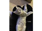 Adopt Luca a Gray, Blue or Silver Tabby Domestic Shorthair (short coat) cat in