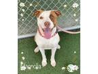 Adopt MAGNOLIA a Brown/Chocolate - with White Pit Bull Terrier / Mixed Breed