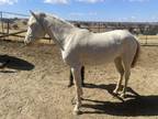 PRE Andalusian for Sale