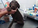Adopt FIFI a Labrador Retriever, Mixed Breed