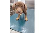 Adopt ATHENA a Treeing Walker Coonhound, Labrador Retriever