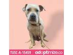 Adopt TUSC-Stray-tu3210 a Pit Bull Terrier, Shepherd