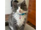 Adopt Nessy a Domestic Long Hair