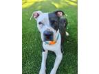 Adopt AVA a Pit Bull Terrier, Mixed Breed
