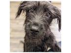 Adopt Wesley a Schnauzer, Wheaten Terrier