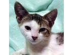 Adopt Cee Cee a Domestic Short Hair, Tiger